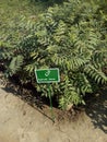 Toona ciliata or toon plant or red cedar