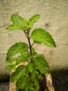 The tulsi plant indian basil