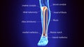 3D Illustration of Human Skeleton Tibia and Fibula Bones Royalty Free Stock Photo