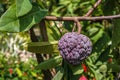 Its widespread cultivation, many local names have developed for the fruit. In English, it is most widely known as a sugar apple or