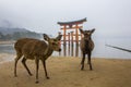 Itsukushima shrine and deers on the beach on a foggy day in Miyajima, Japan