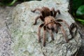 An itsy bitsy tarantula spider on a rock. Royalty Free Stock Photo