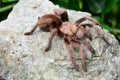 An itsy bitsy tarantula spider on a rock. Royalty Free Stock Photo