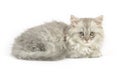 Itten of british longhair breed