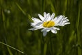 Ittle white summer daisy in a meadow among green grass on a sunny day Royalty Free Stock Photo