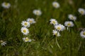 Ittle white summer daisy in a meadow among green grass on a sunny day Royalty Free Stock Photo