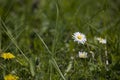 Ittle white summer daisy in a meadow among green grass on a sunny day Royalty Free Stock Photo