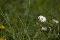 Ittle white summer daisy in a meadow among green grass on a sunny day Royalty Free Stock Photo