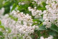 Ittleleaf mock-orange, Philadelphus microphyllus