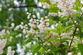 Ittleleaf mock-orange, Philadelphus microphyllus