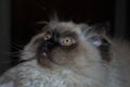 Itty bitty Himalayan kitten looking nervously into the distance Royalty Free Stock Photo