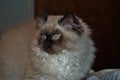 Itty bitty Himalayan kitten looking nervously into the distance Royalty Free Stock Photo