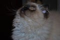 Itty bitty Himalayan kitten looking nervously into the distance Royalty Free Stock Photo