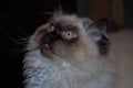 Itty bitty Himalayan kitten looking nervously into the distance Royalty Free Stock Photo