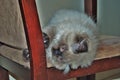 Itty bitty Himalayan kitten playing on a chair Royalty Free Stock Photo