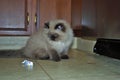 Itty bitty Himalayan kitten playing in the kitchen Royalty Free Stock Photo