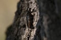 IUCN Red List and EU Habitats Directive insect specie Hermit beetle Osmoderma eremita sin. O.barnabita on oak tree bark. This