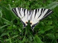 butterfly on the wire fence