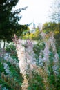 Ivan Chai Chamaenerion angustifolium in a summer day