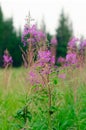 Ivan Chai plants grow on a green field on the background of spruce forest in the afternoon in the Northern taiga of Yakutia