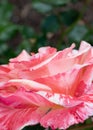 Ivan Crowther Rose Petals
