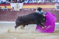 Ivan FandiÃÂ±o fighting with the cape a brave bull in the bullring of Jaen, Spain