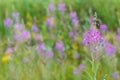 Ivan flower tea (Chamerion angostifolium) on field background