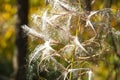 Ivan tea lat. ChamaenÃÂ©rion angustifolium, or EpilÃÂ³bium angustifolium close-up. Fluff on a forest plant. Abstract natural