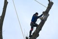 Ivano-Frankivsk, Ukraine, December 15, 2022: A male arborist cuts two tall tree branches with a Stihl hand saw