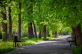 Green boulevard in Ivanovo city