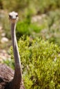 Ive got my eyes on you. Closeup cropped shot of an ostrich stretching his neck. Royalty Free Stock Photo