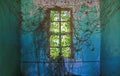 Ivied Window of Abondoned Mansion