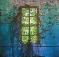 Ivied Window of Abondoned Mansion