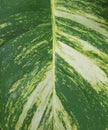 Ivory betel leaf with abstract green and yellow patterns in a close-up photo for the background Royalty Free Stock Photo