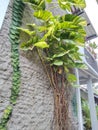 the ivory betel plant grows large vines on the walls of the house