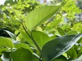 Shining ivory betel Royalty Free Stock Photo