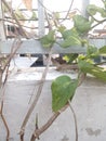 Ivory betel plants and leaves that grow and propagate on the fence of the house. Royalty Free Stock Photo