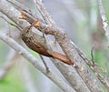 Ivory-billed woodcreeper, Xiphorhynchus flavigaster