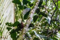 Ivory-billed woodcreeper Xiphorhynchus flavigaster in Cockscomb Basin Wildlife Sanctuary, Beliz