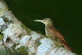 Ivory-billed woodcreeper, Xiphorhynchus flavigaster, exotic tropic brawn bird form Costa Rica. Tanager from tropic forest. Close-u