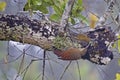 Ivory-billed Woodcreeper, Xiphorhynchus flavigaster, hunting