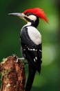 An ivory-billed woodpecker, a bird commonly found in Brazil