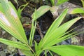 ivory coconut plant that is still small and growing Royalty Free Stock Photo