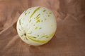 Ivory gaya melon with green and yellow streakings on the brown sackcloth