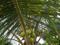 ivory green coconut tree with fresh and delicious fruit