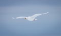 Ivory gull flying with blue sky background