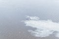 Ivory gull stands on a swiming white ice floe in a cold river with waves, ripples in cloudy weather. Royalty Free Stock Photo