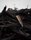 Ivory Gull on top of industrial waste