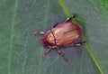 Ivory Marginated Ruteline beetle overhead view on green background. Royalty Free Stock Photo