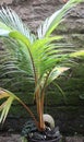 ivory orange coconut plant